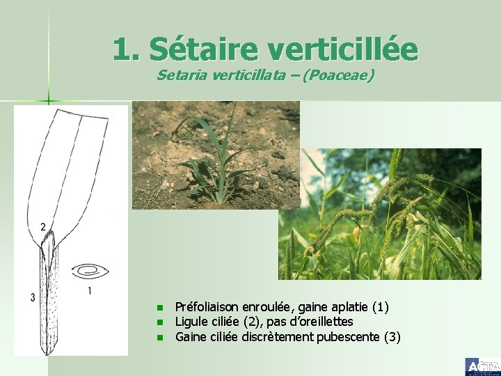 1. Sétaire verticillée Setaria verticillata – (Poaceae) n n n Préfoliaison enroulée, gaine aplatie