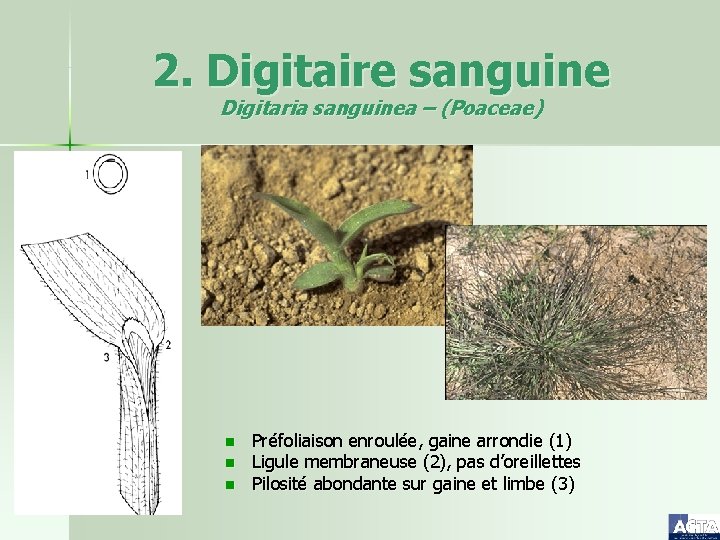 2. Digitaire sanguine Digitaria sanguinea – (Poaceae) n n n Préfoliaison enroulée, gaine arrondie