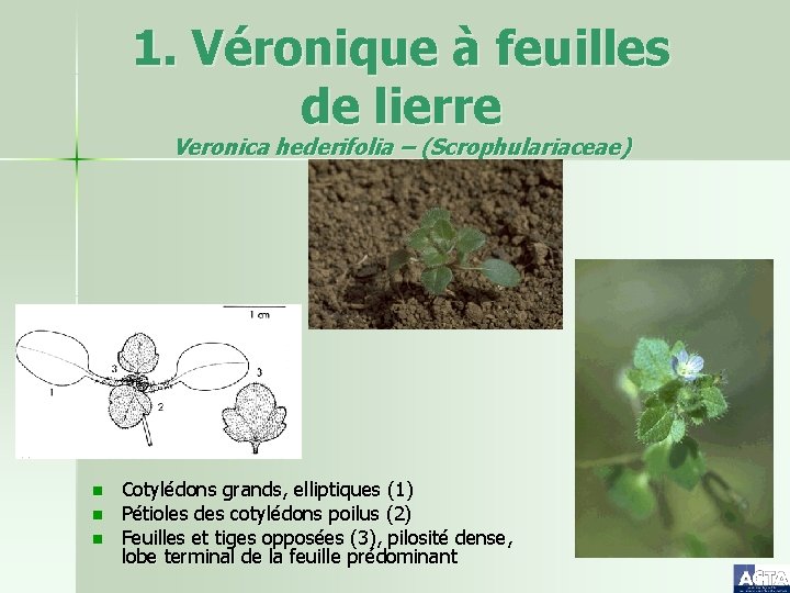 1. Véronique à feuilles de lierre Veronica hederifolia – (Scrophulariaceae) n n n Cotylédons