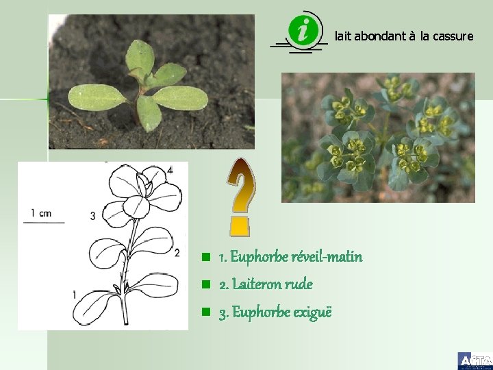 lait abondant à la cassure n n n 1. Euphorbe réveil-matin 2. Laiteron rude