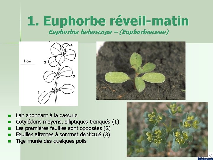 1. Euphorbe réveil-matin Euphorbia helioscopa – (Euphorbiaceae) n n n Lait abondant à la