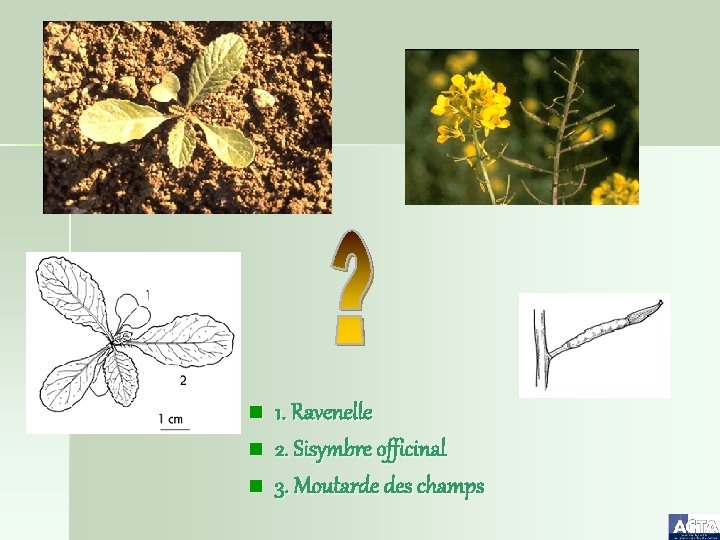 n n n 1. Ravenelle 2. Sisymbre officinal 3. Moutarde des champs 