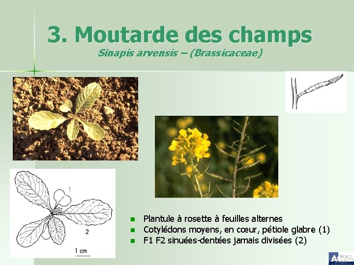 3. Moutarde des champs Sinapis arvensis – (Brassicaceae) n n n Plantule à rosette