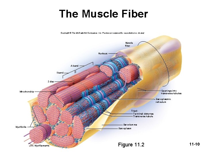 The Muscle Fiber Copyright © The Mc. Graw-Hill Companies, Inc. Permission required for reproduction