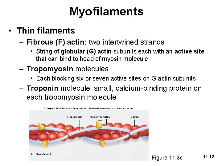 Myofilaments • Thin filaments – Fibrous (F) actin: two intertwined strands • String of