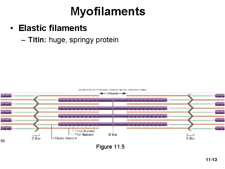 Myofilaments • Elastic filaments – Titin: huge, springy protein Figure 11. 5 11 -13