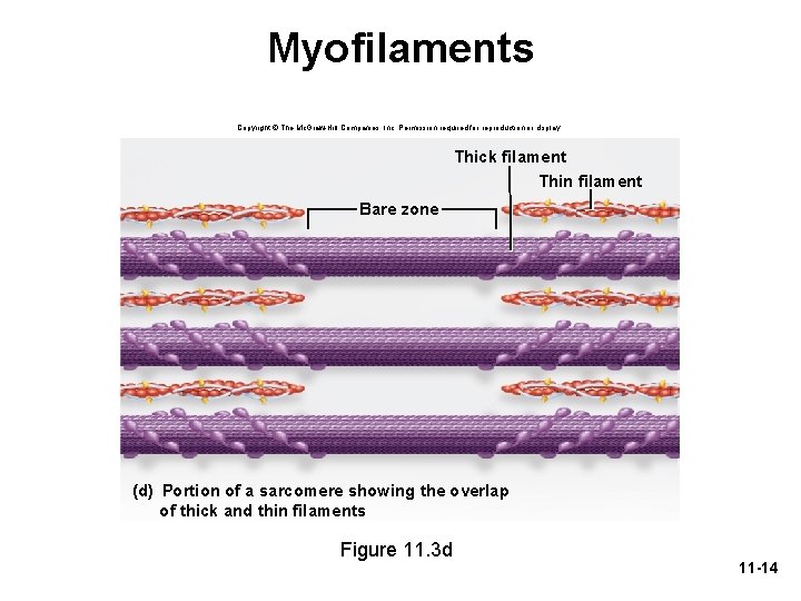 Myofilaments Copyright © The Mc. Graw-Hill Companies, Inc. Permission required for reproduction or display.