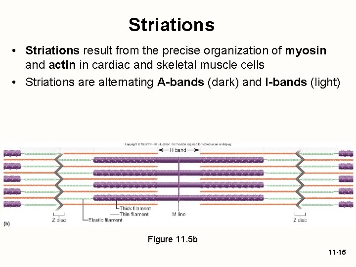 Striations • Striations result from the precise organization of myosin and actin in cardiac