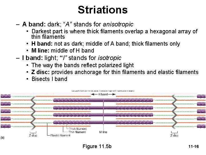 Striations – A band: dark; “A” stands for anisotropic • Darkest part is where