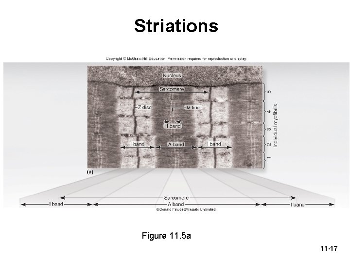 Striations Figure 11. 5 a 11 -17 