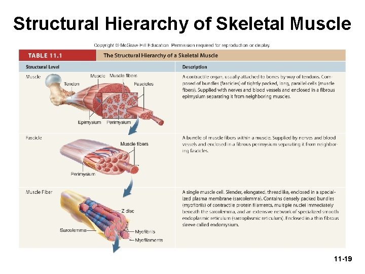 Structural Hierarchy of Skeletal Muscle 11 -19 