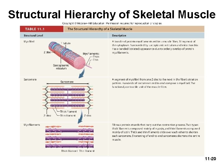 Structural Hierarchy of Skeletal Muscle 11 -20 