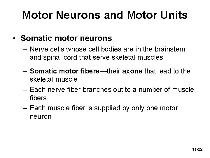 Motor Neurons and Motor Units • Somatic motor neurons – Nerve cells whose cell
