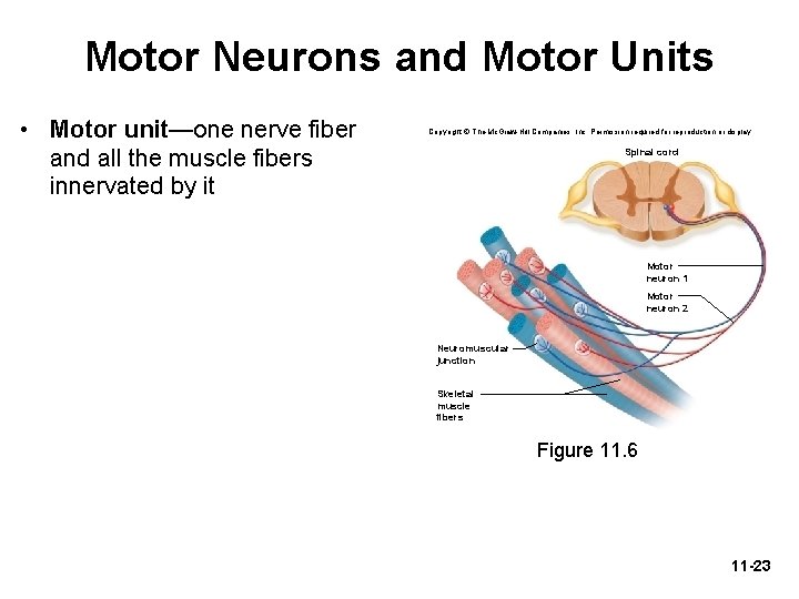 Motor Neurons and Motor Units • Motor unit—one nerve fiber and all the muscle