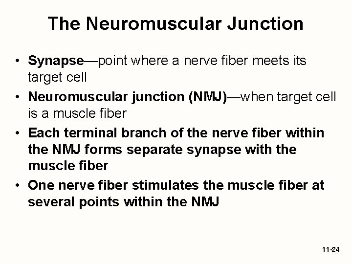 The Neuromuscular Junction • Synapse—point where a nerve fiber meets its target cell •