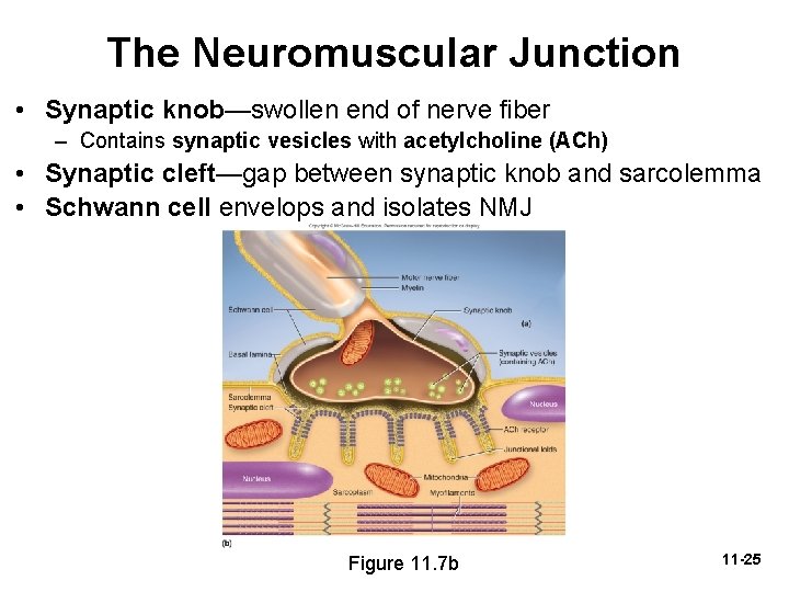 The Neuromuscular Junction • Synaptic knob—swollen end of nerve fiber – Contains synaptic vesicles
