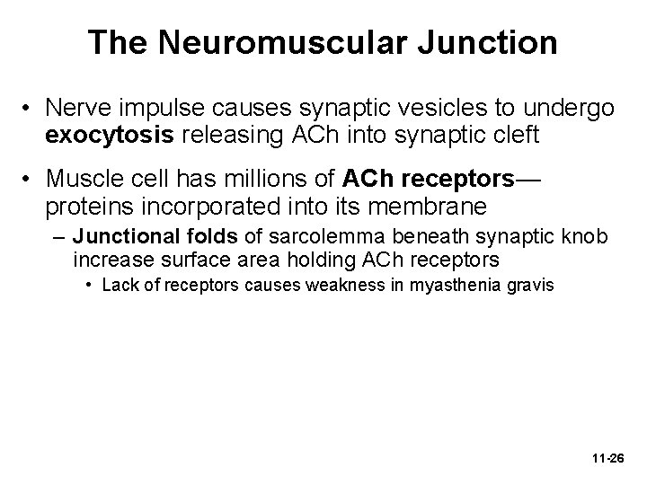 The Neuromuscular Junction • Nerve impulse causes synaptic vesicles to undergo exocytosis releasing ACh