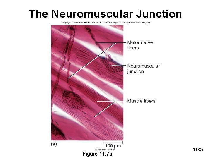 The Neuromuscular Junction Figure 11. 7 a 11 -27 