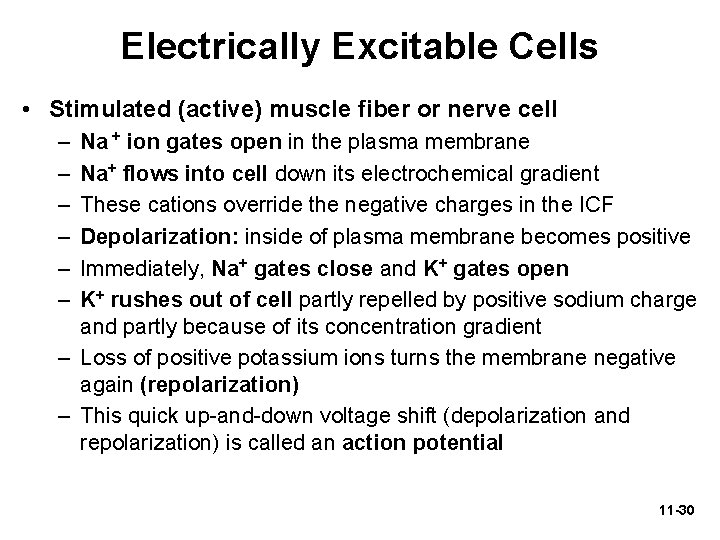 Electrically Excitable Cells • Stimulated (active) muscle fiber or nerve cell – – –