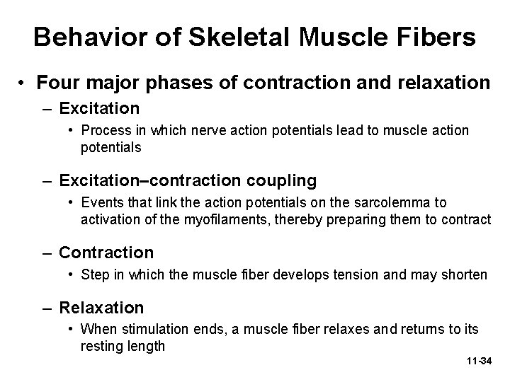 Behavior of Skeletal Muscle Fibers • Four major phases of contraction and relaxation –