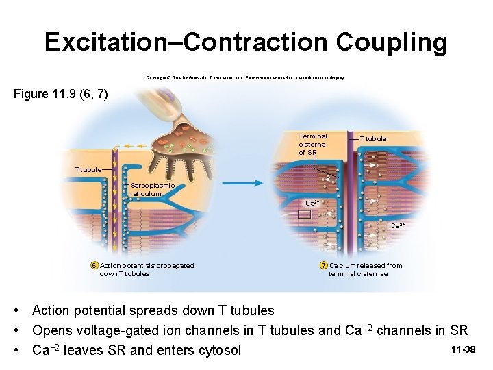 Excitation–Contraction Coupling Copyright © The Mc. Graw-Hill Companies, Inc. Permission required for reproduction or