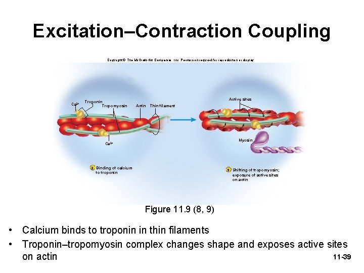 Excitation–Contraction Coupling Copyright © The Mc. Graw-Hill Companies, Inc. Permission required for reproduction or