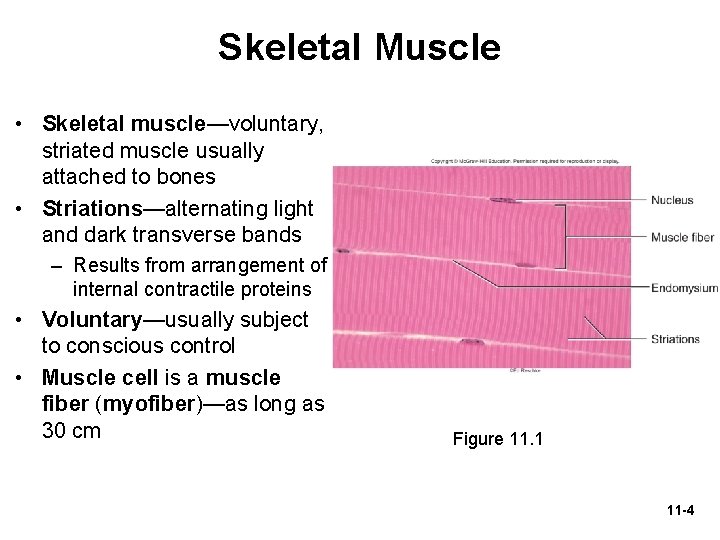 Skeletal Muscle • Skeletal muscle—voluntary, striated muscle usually attached to bones • Striations—alternating light
