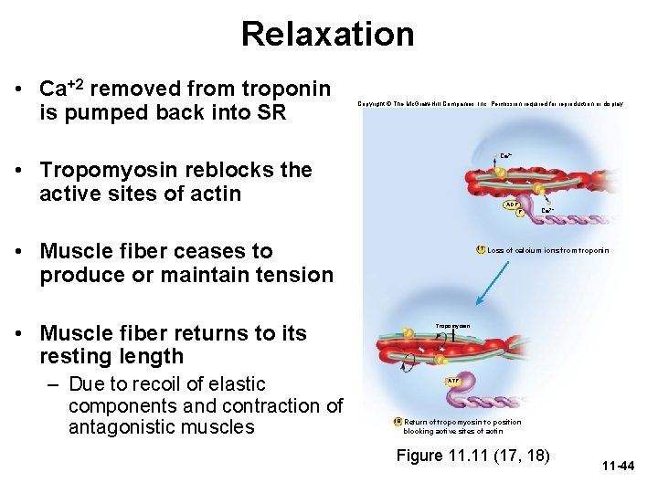 Relaxation • Ca+2 removed from troponin is pumped back into SR Copyright © The