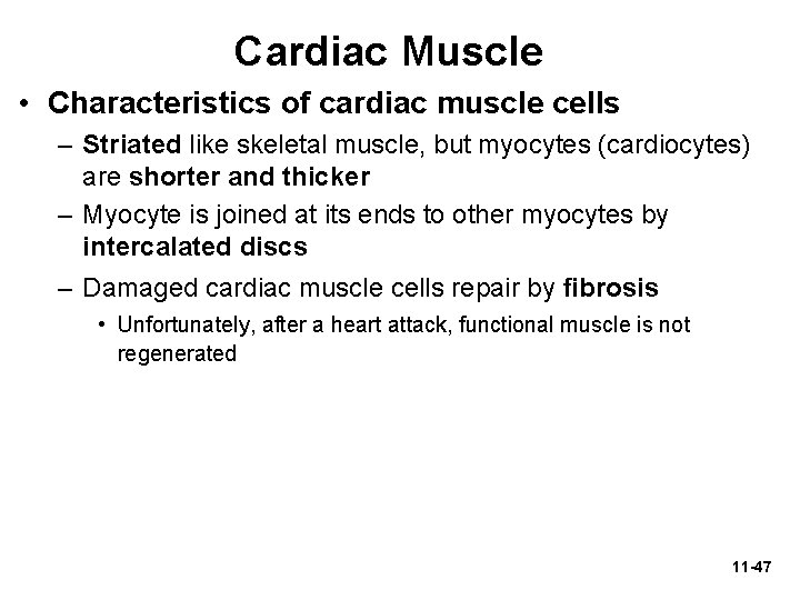 Cardiac Muscle • Characteristics of cardiac muscle cells – Striated like skeletal muscle, but