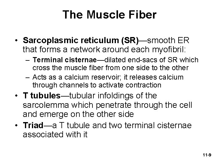 The Muscle Fiber • Sarcoplasmic reticulum (SR)—smooth ER that forms a network around each