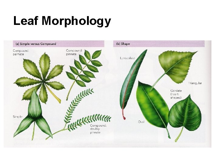 Leaf Morphology 