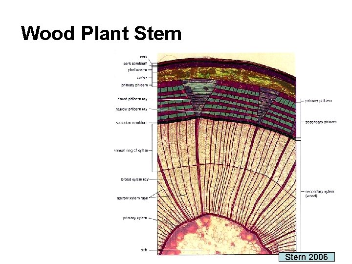 Wood Plant Stem Stern 2006 