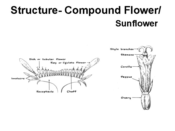 Structure- Compound Flower/ Sunflower 