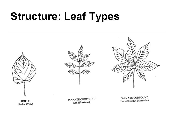 Structure: Leaf Types 