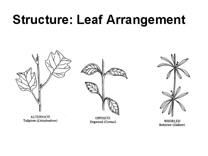 Structure: Leaf Arrangement 