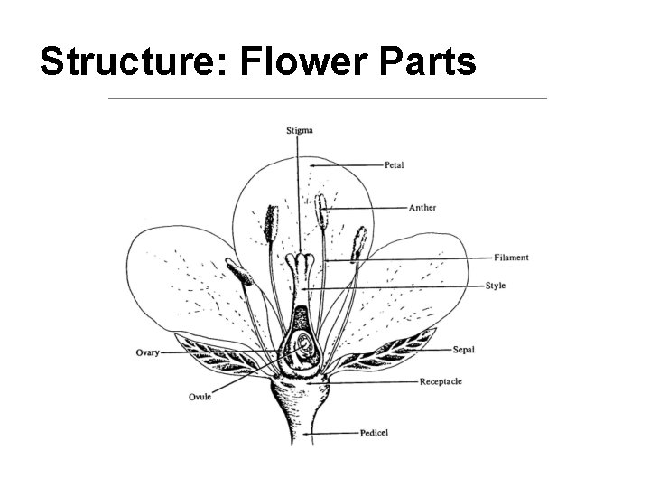 Structure: Flower Parts 