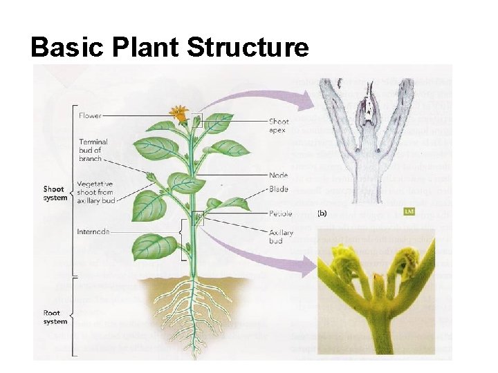 Basic Plant Structure 