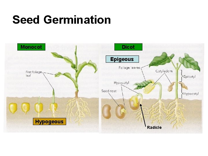 Seed Germination Monocot Dicot Epigeous Hypogeous Radicle 