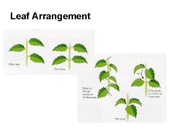 Leaf Arrangement 