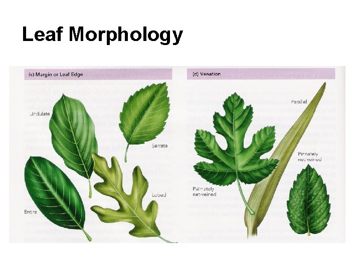 Leaf Morphology 