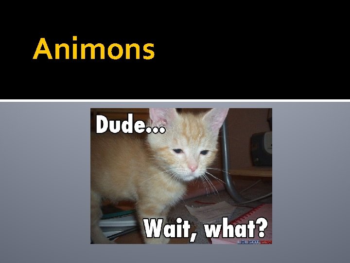 Animons Animons