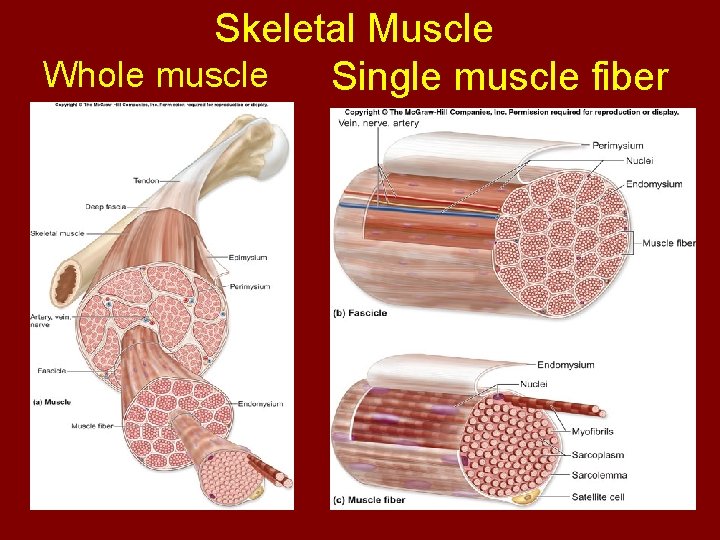 Skeletal Muscle Whole muscle Single muscle fiber 