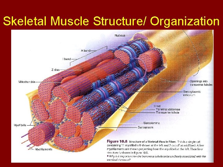 Skeletal Muscle Structure/ Organization 