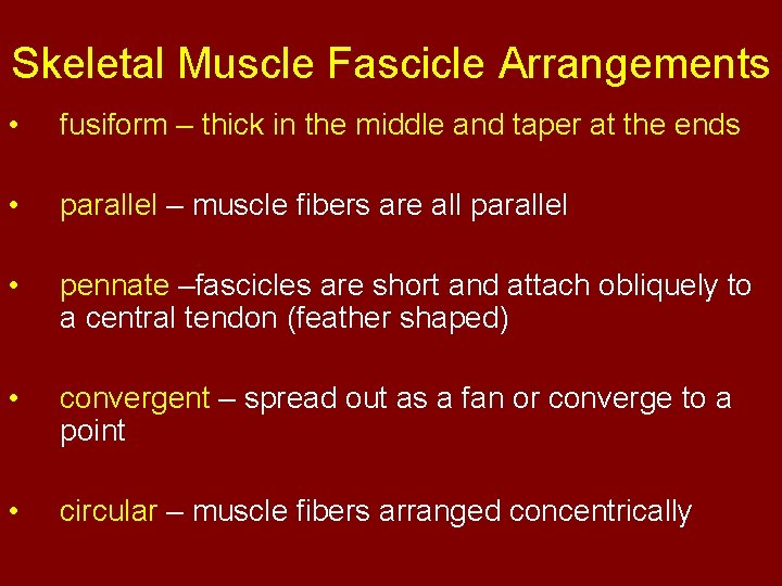 Skeletal Muscle Fascicle Arrangements • fusiform – thick in the middle and taper at