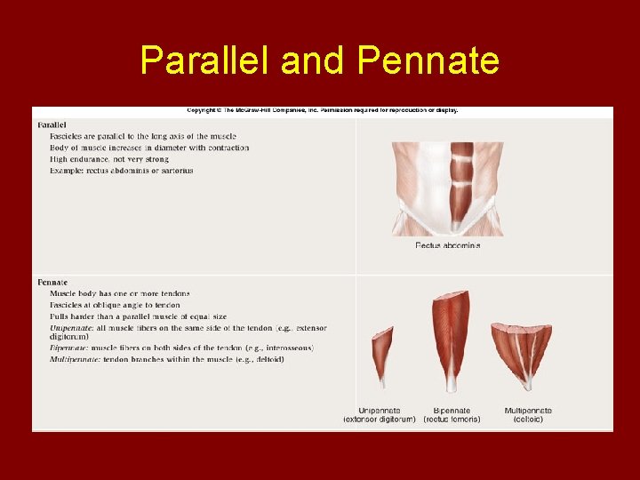 Parallel and Pennate 