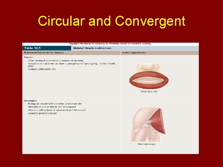 Circular and Convergent 