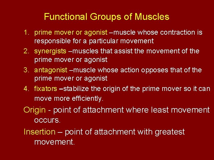 Functional Groups of Muscles 1. prime mover or agonist –muscle whose contraction is responsible