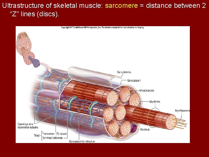 Ultrastructure of skeletal muscle: sarcomere = distance between 2 “Z” lines (discs). 