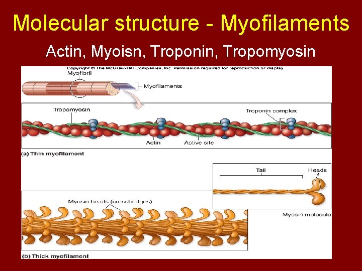 Molecular structure - Myofilaments Actin, Myoisn, Troponin, Tropomyosin 