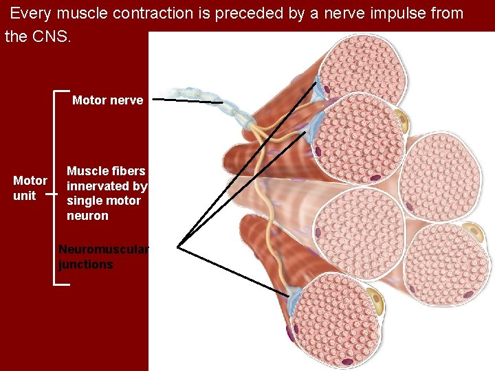 Every muscle contraction is preceded by a nerve impulse from the CNS. Motor nerve
